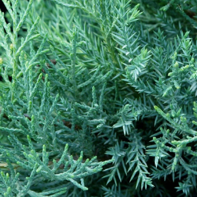 Jałowiec-Pfitzeriana-Glauca-1.jpg
