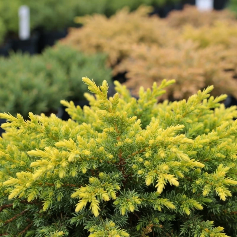 jałowiec-juniperus-communis-goldschatz-1.jpg