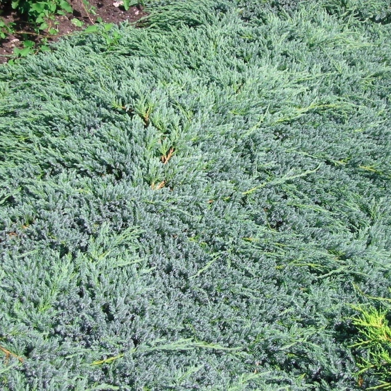 Jałowiec-Blue Chip-1.jpg