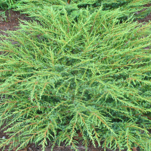 juniperus-communis-green-carpet-1.jpg