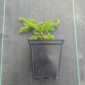 juniperus-communis-green-carpet-3.jpg