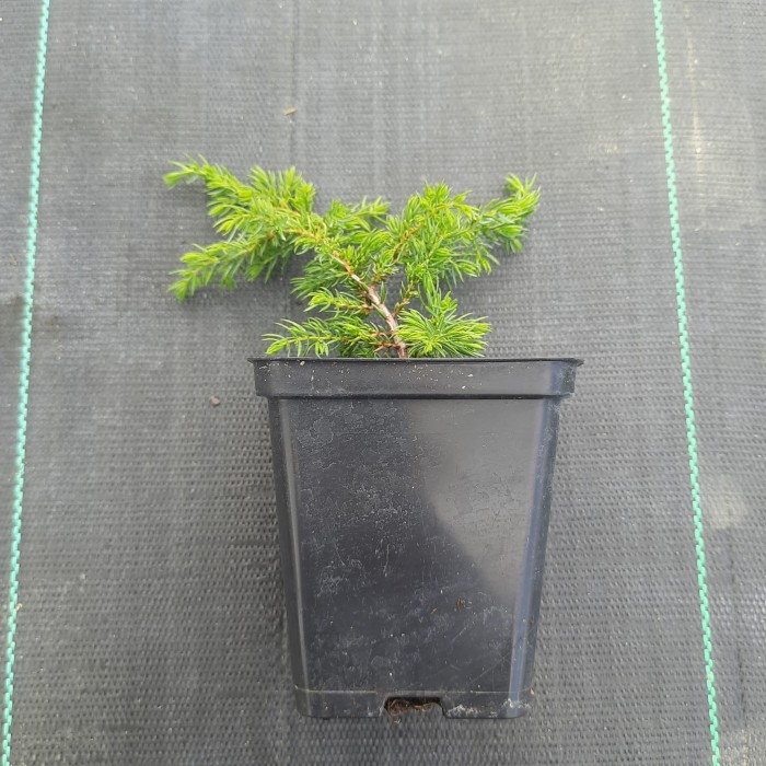 juniperus-communis-green-carpet-3.jpg