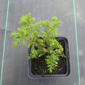 juniperus-communis-green-carpet-2.jpg