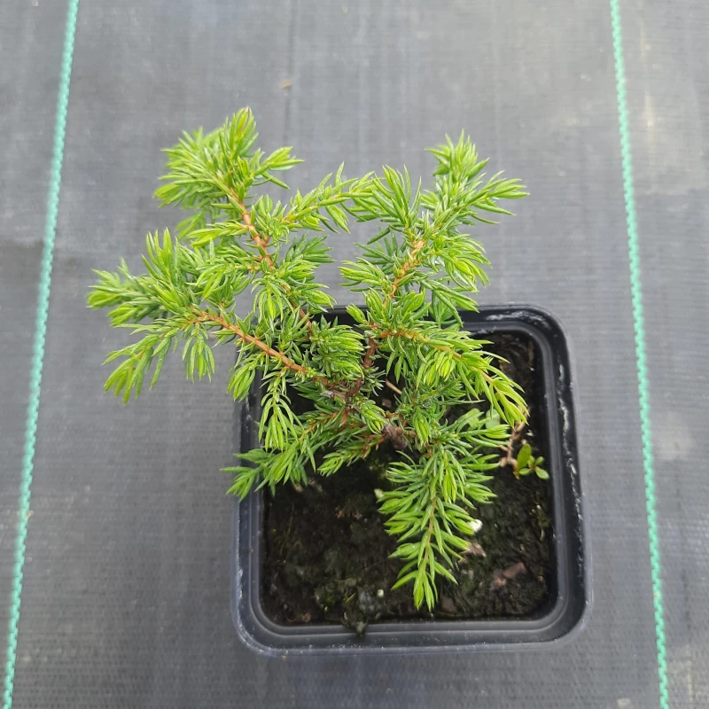 juniperus-communis-green-carpet-2.jpg
