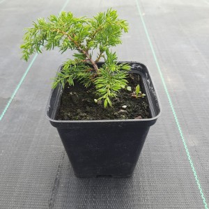 juniperus-communis-green-carpet-1.jpg