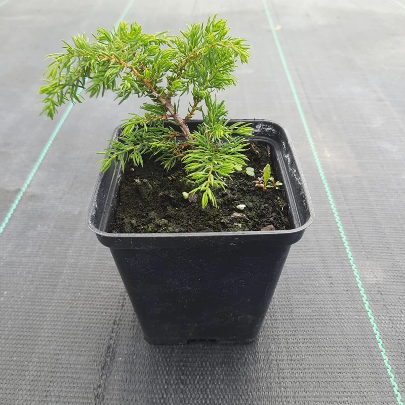 juniperus-communis-green-carpet-1.jpg