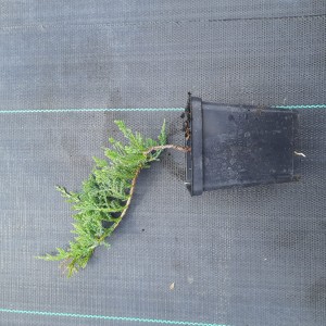 juniperus-horizontalis-wiltonii-2.jpg