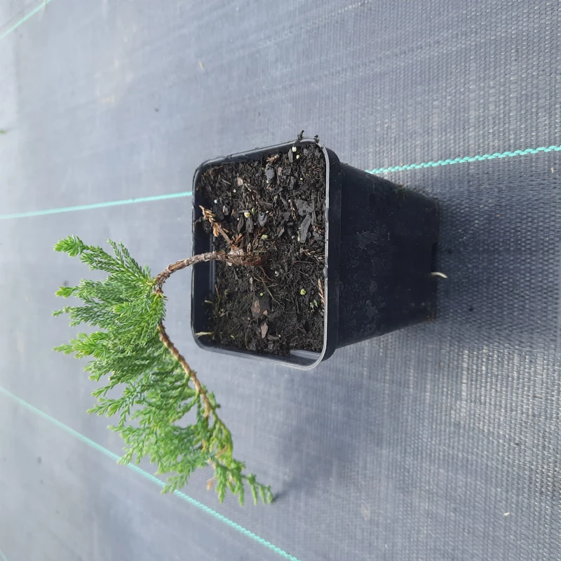 juniperus-horizontalis-wiltonii-1.jpg