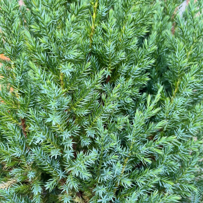 JAŁOWIEC-juniperus-chinensis-stricta-4.jpg
