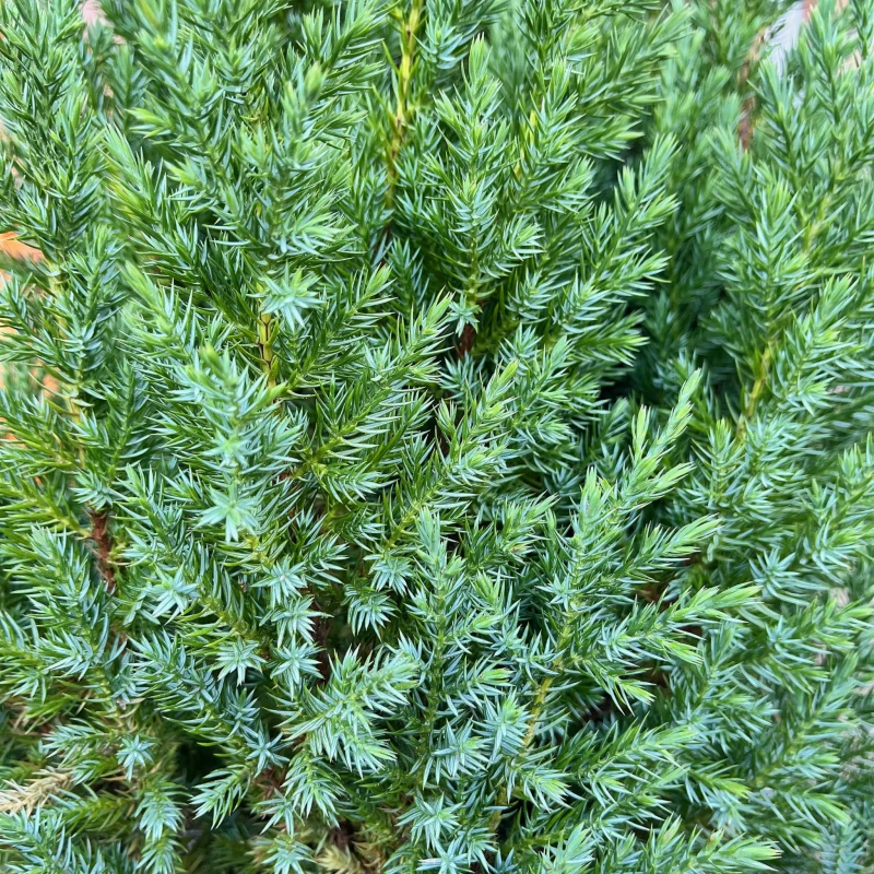 JAŁOWIEC-juniperus-chinensis-stricta-4.jpg