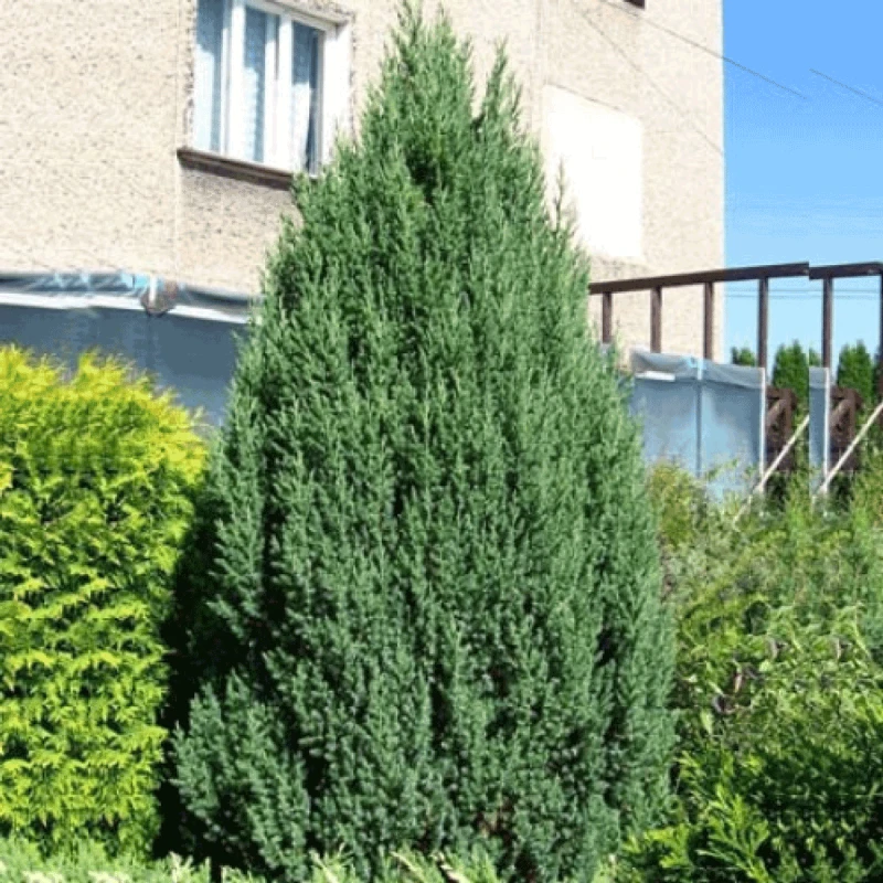 JAŁOWIEC-juniperus-chinensis-stricta-3.png