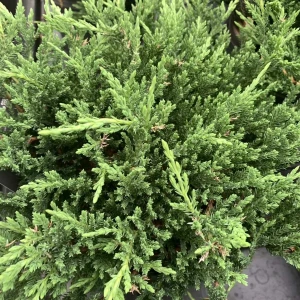 JAŁOWIEC-juniperus-chinensis-stricta-2.jpg