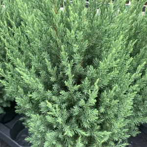 JAŁOWIEC-juniperus-chinensis-stricta-1.jpg