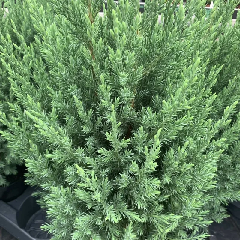 JAŁOWIEC-juniperus-chinensis-stricta-1.jpg
