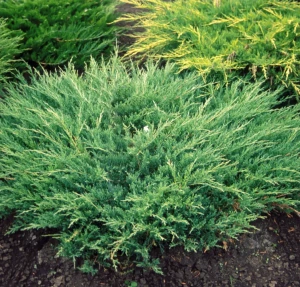 jałowiec-Juniperus-communis-Repanda-4.webp