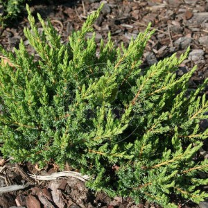 jałowiec-Juniperus-communis-Repanda-3.jpg