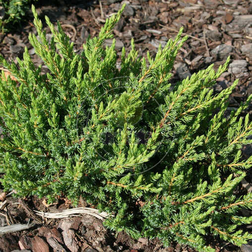 jałowiec-Juniperus-communis-Repanda-3.jpg