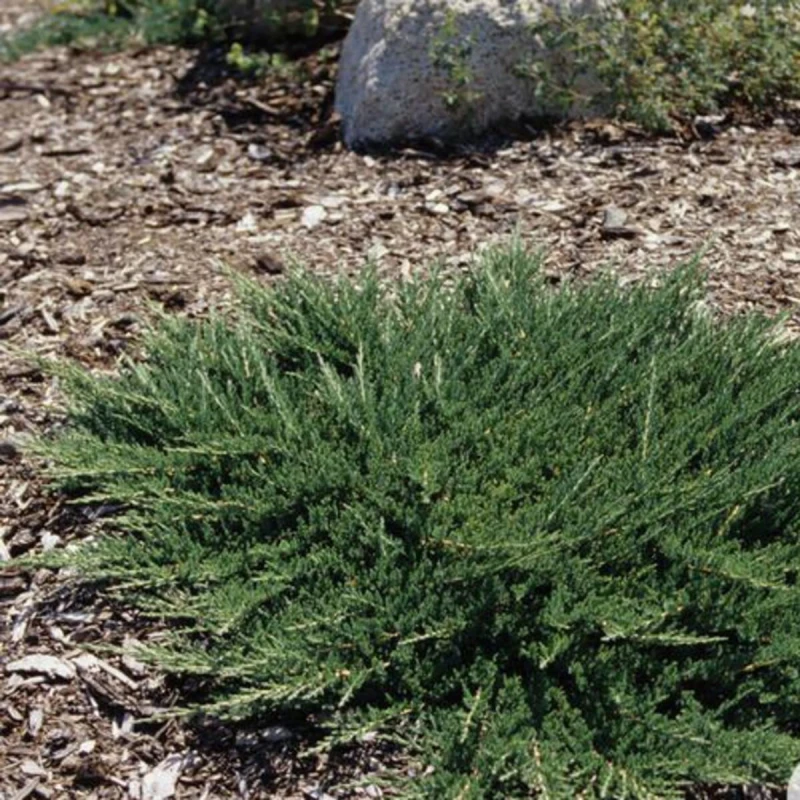 jałowiec-Juniperus-communis-Repanda-2.jpg