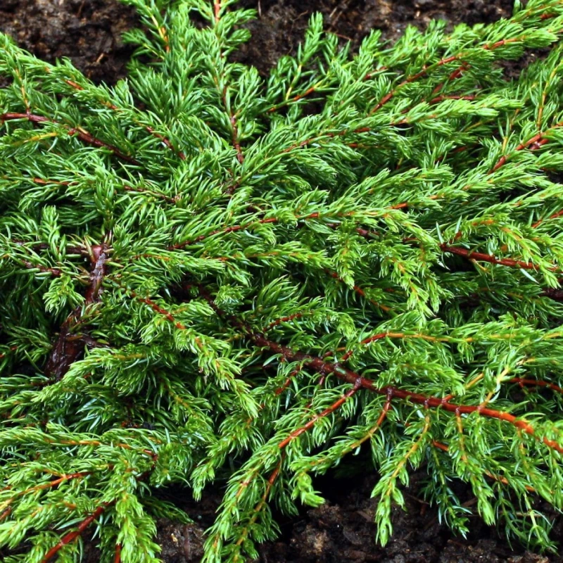 jałowiec-Juniperus-communis-Repanda-1.jpg