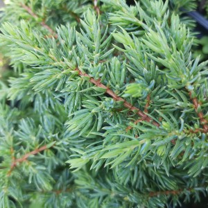 JAŁOWIEC-juniperus-communis-repanda-3.jpg