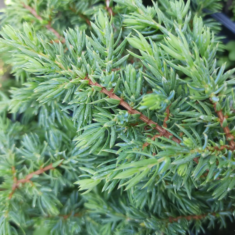 JAŁOWIEC-juniperus-communis-repanda-3.jpg