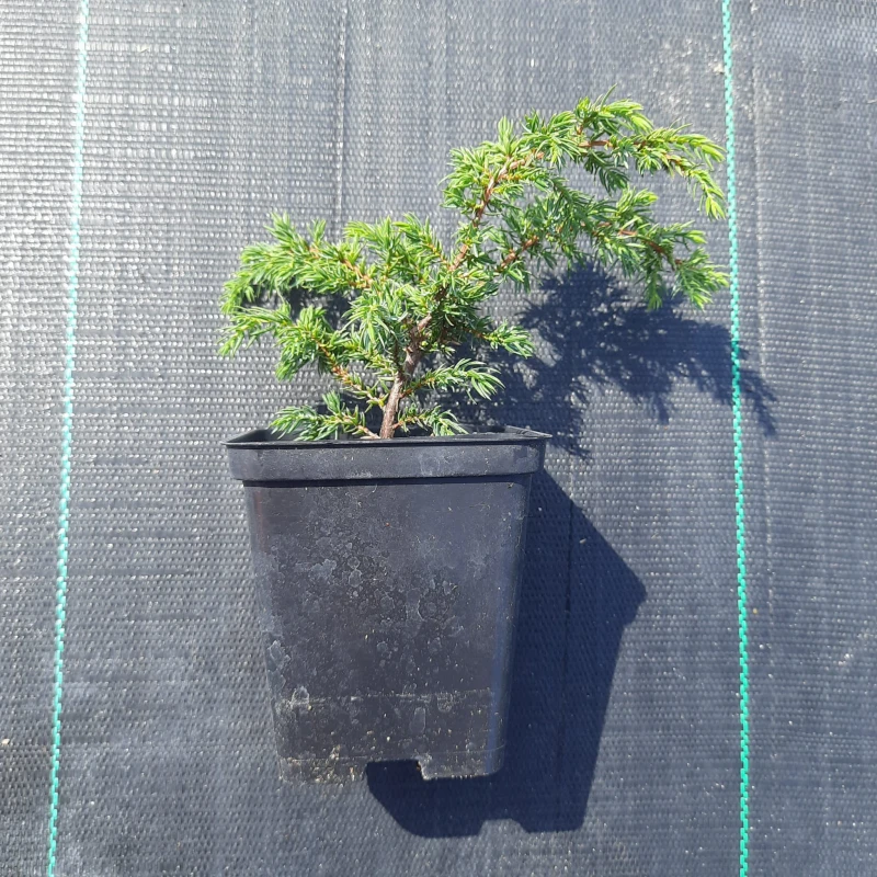 JAŁOWIEC-juniperus-communis-repanda-2.jpg