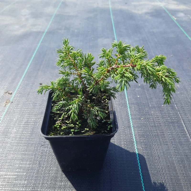 JAŁOWIEC-juniperus-communis-repanda-1.jpg