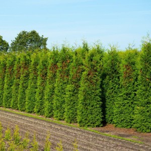 Tuja-Brabant-żywotnik-2.jpg