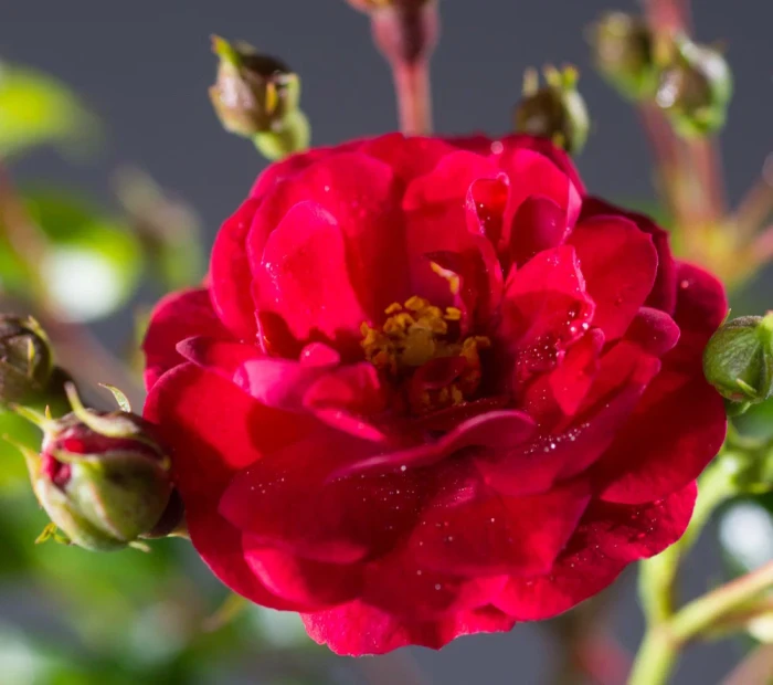 Rosa-Fairy-Dance-RÓŻA-okrywowa-5.jpg