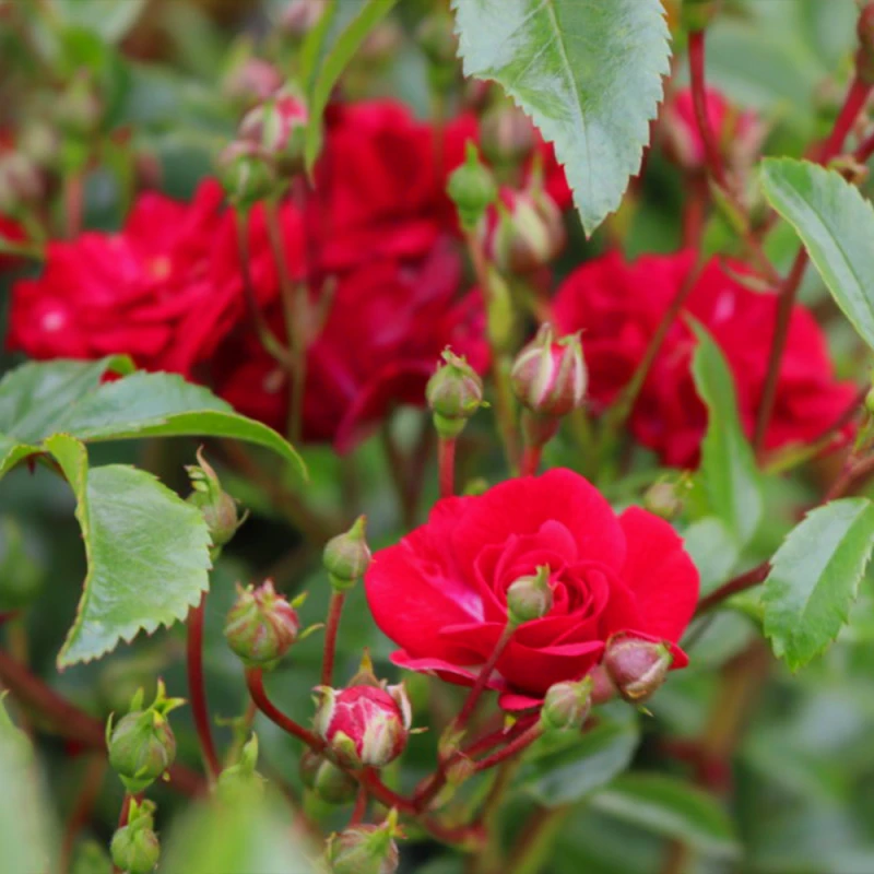 Rosa-Fairy-Dance-RÓŻA-okrywowa-4.png