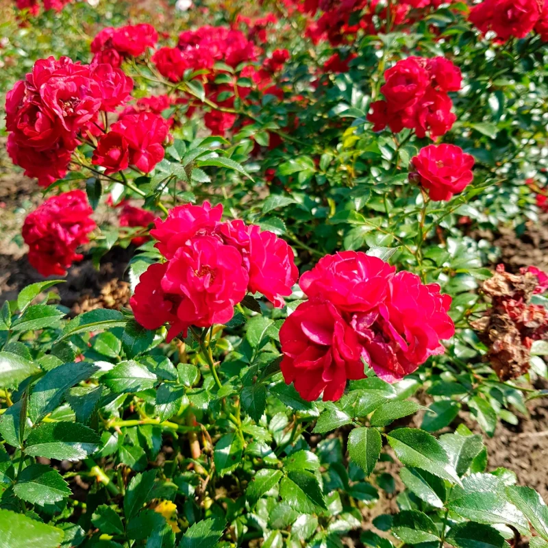 Rosa-Fairy-Dance-RÓŻA-okrywowa-3.jpg