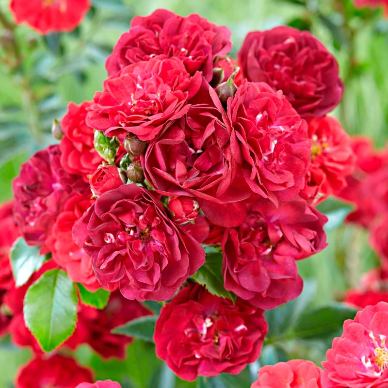 Rosa-Fairy-Dance-RÓŻA-okrywowa-1.jpg