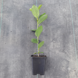aronia-pruniflora-czarna-nero-5.png
