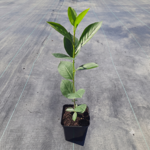 aronia-pruniflora-czarna-nero-8.png