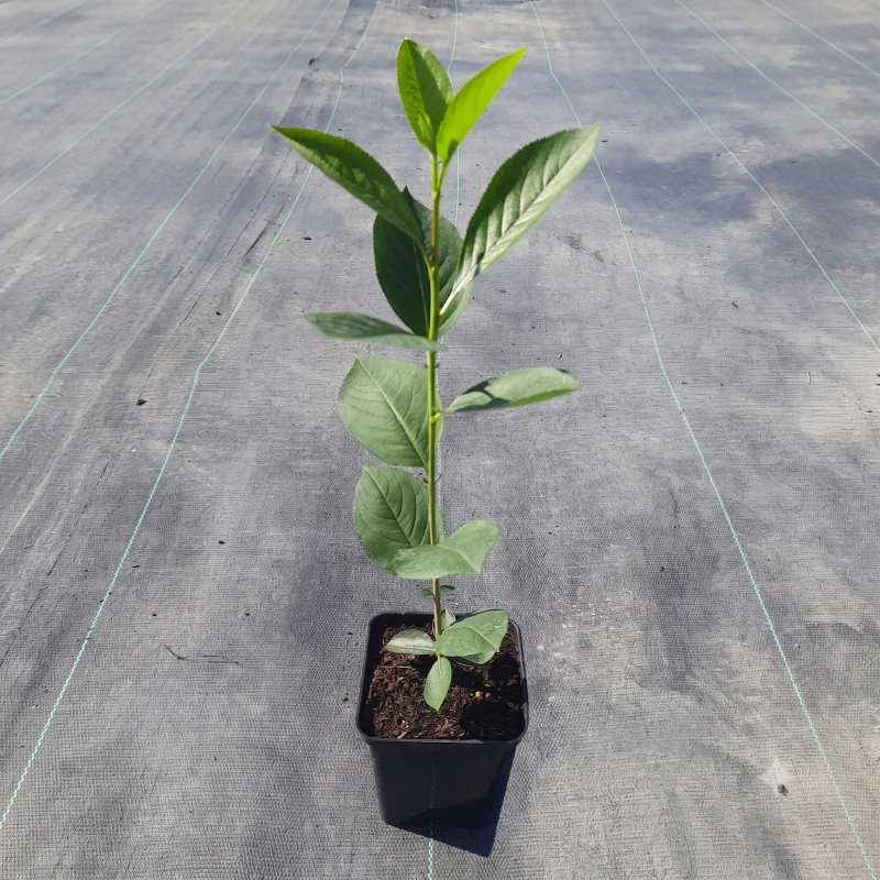 aronia-pruniflora-czarna-nero-8.png