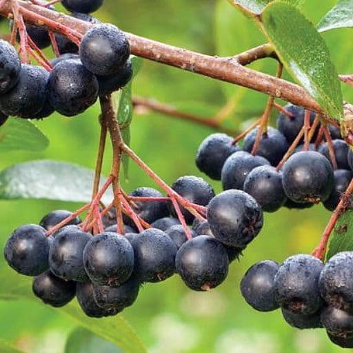 aronia-prunifolia-czarna-nero-4.jpg