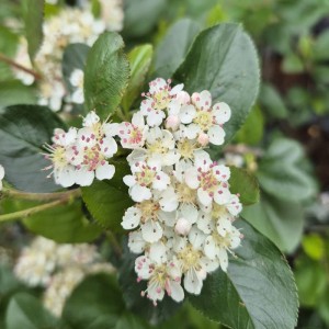 Aronia-prunifolia-Nero-1.jpg