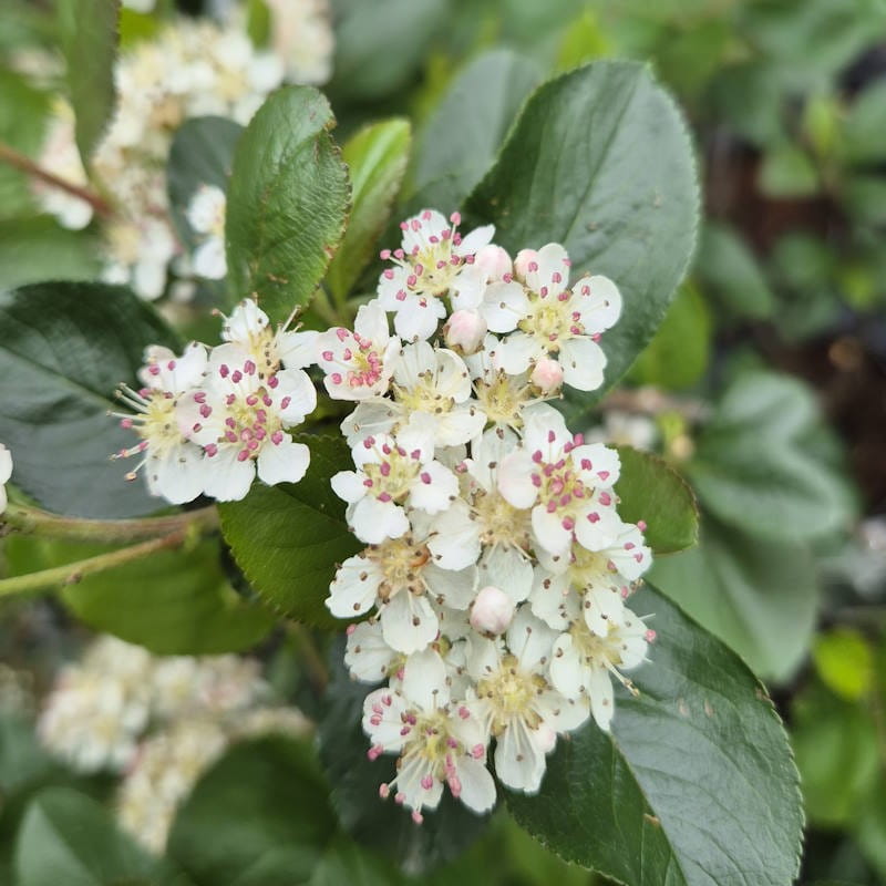 Aronia-prunifolia-Nero-1.jpg