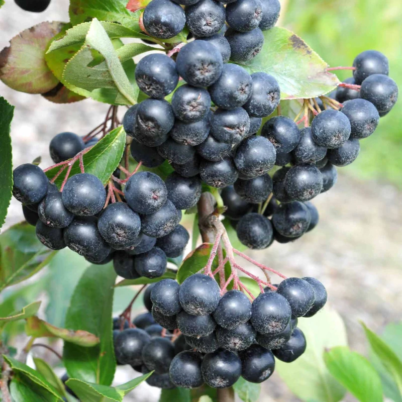 aronia-pruniflora-czarna-nero-1.jpg