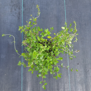 tymianek-thymus-vulgaris-8.png