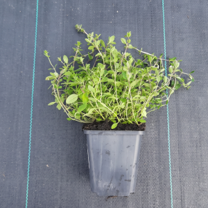 tymianek-thymus-vulgaris-7.png