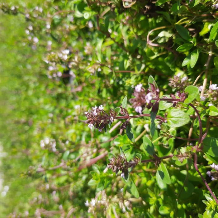tymianek-thymus-vulgaris-4.jpg
