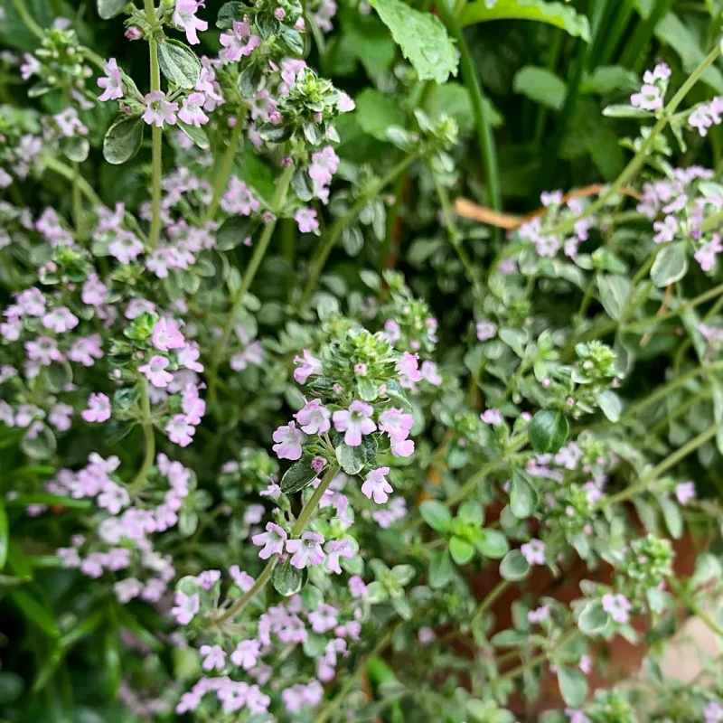tymianek-thymus-vulgaris-2.jpg