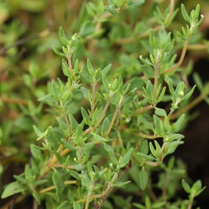 tymianek-thymus-vulgaris-1.jpg