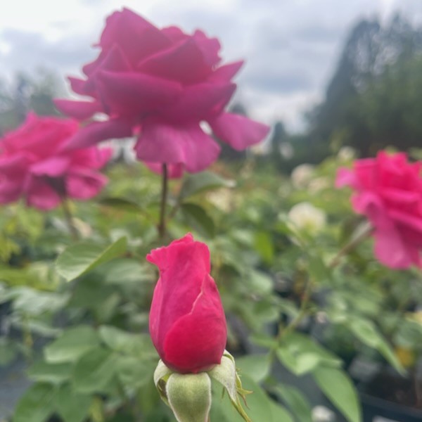 RÓŻA-ROSA-CRITERION-10.jpg