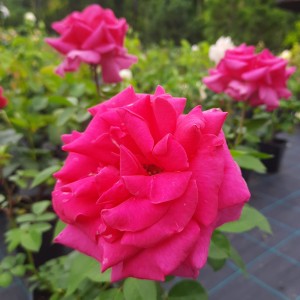 RÓŻA-ROSA-CRITERION-9.jpg