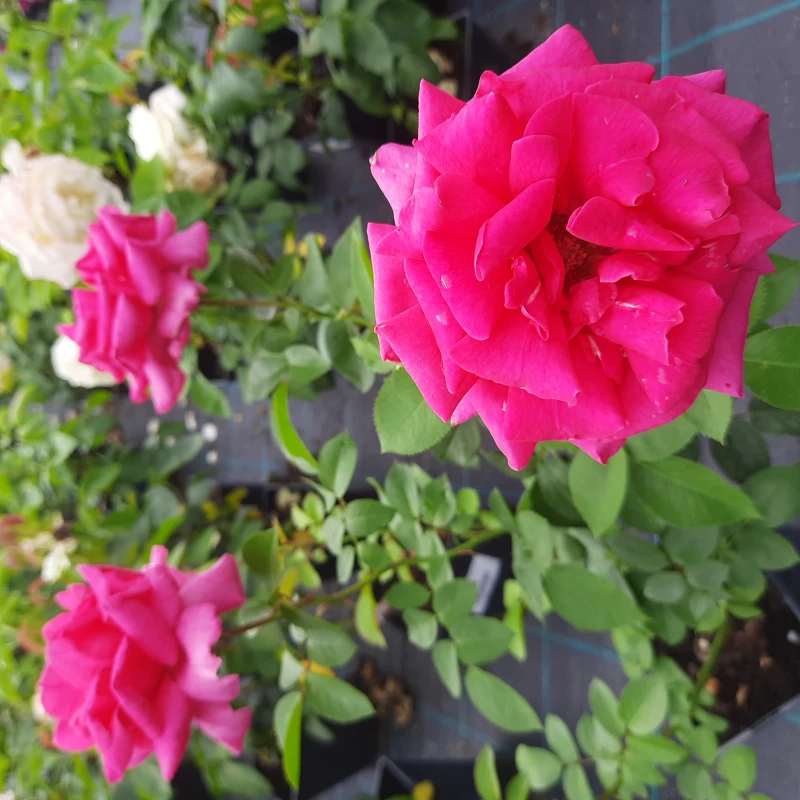 RÓŻA-ROSA-CRITERION-5.jpg