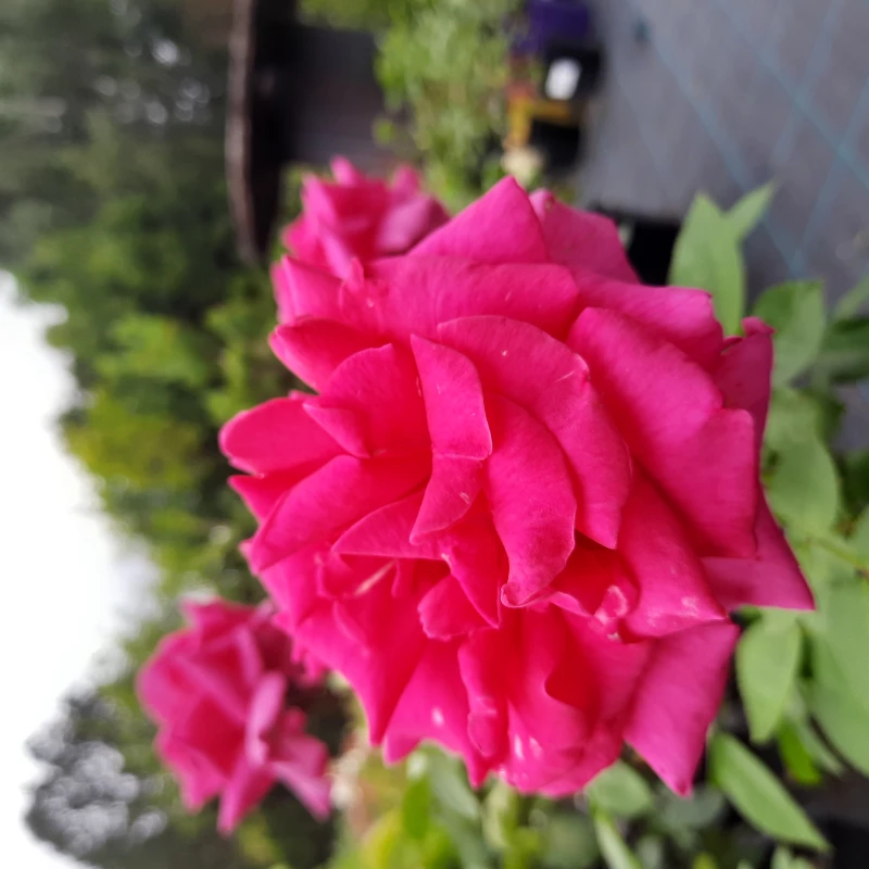 RÓŻA-ROSA-CRITERION-6.jpg