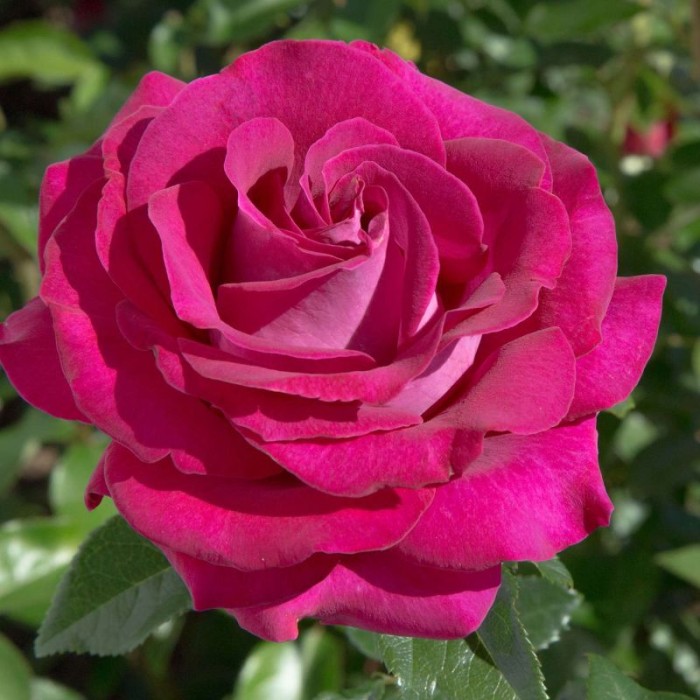 RÓŻA-ROSA-CRITERION-2.jpg
