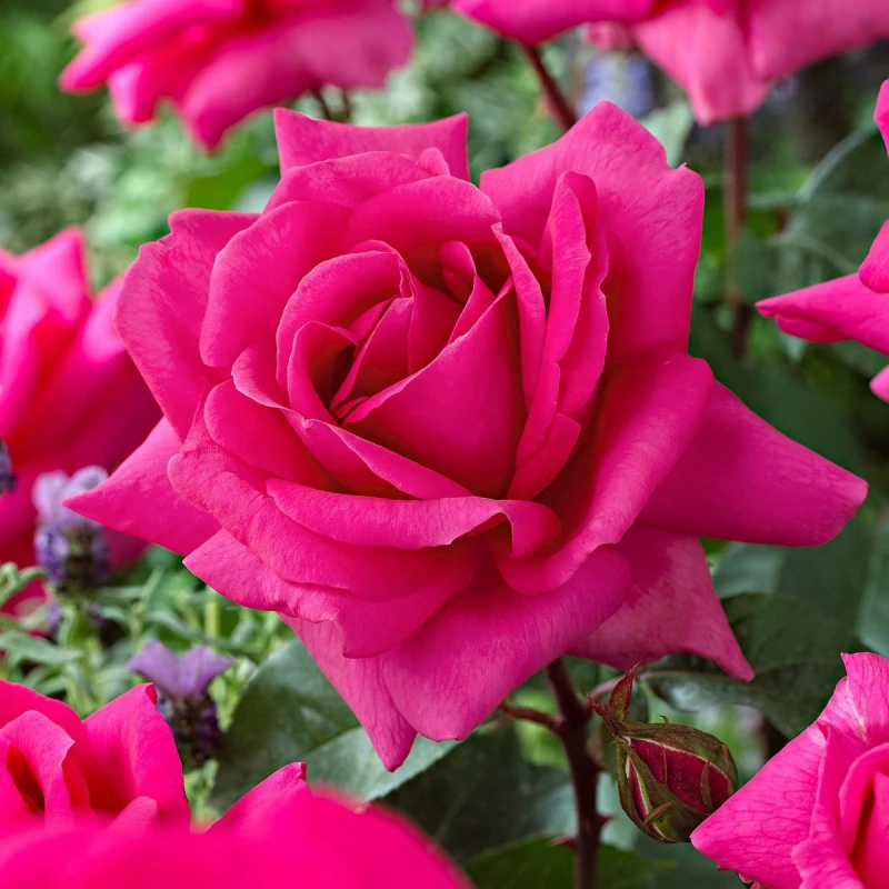 RÓŻA-ROSA-CRITERION-1.jpg